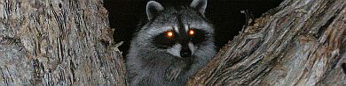 racoon-resized.jpg