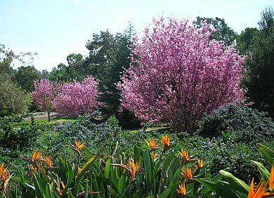 cherry blossom trees at South Coast Botanic Garden, Palos Verdes Peninsula 90274
