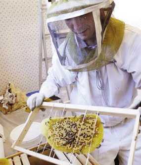 Honeybees in Palos Verdes by Thomas Underhill, Peninsula News