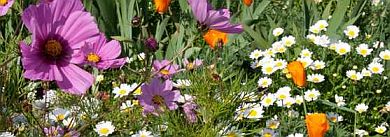 Flowers at South Coast Botanic Gardens, Palos Verdes, CA 90274