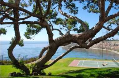 Ocean w:tree Palos Verdes Bay, CA