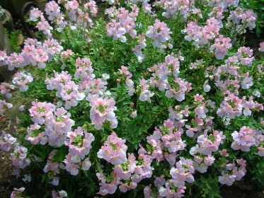 Spring flowers in Palos Verdes