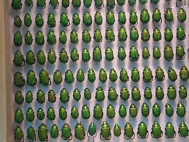 green-beetles-res.jpg