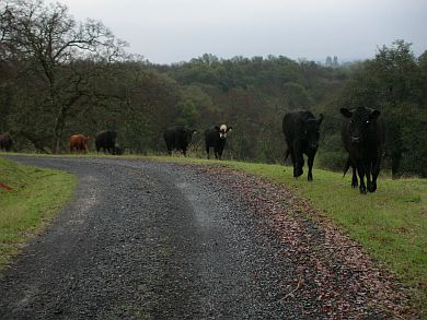 Cows Following Along