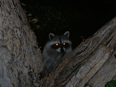 Racoon In Palos Verdes