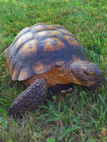 Turtle and Tortoise Day!