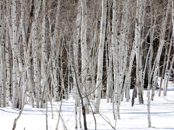 White Trees in the Snow courtesy of Arvin Design