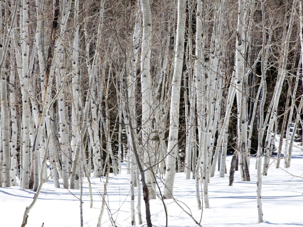 White Trees in the Snow courtesy of Arvin Design