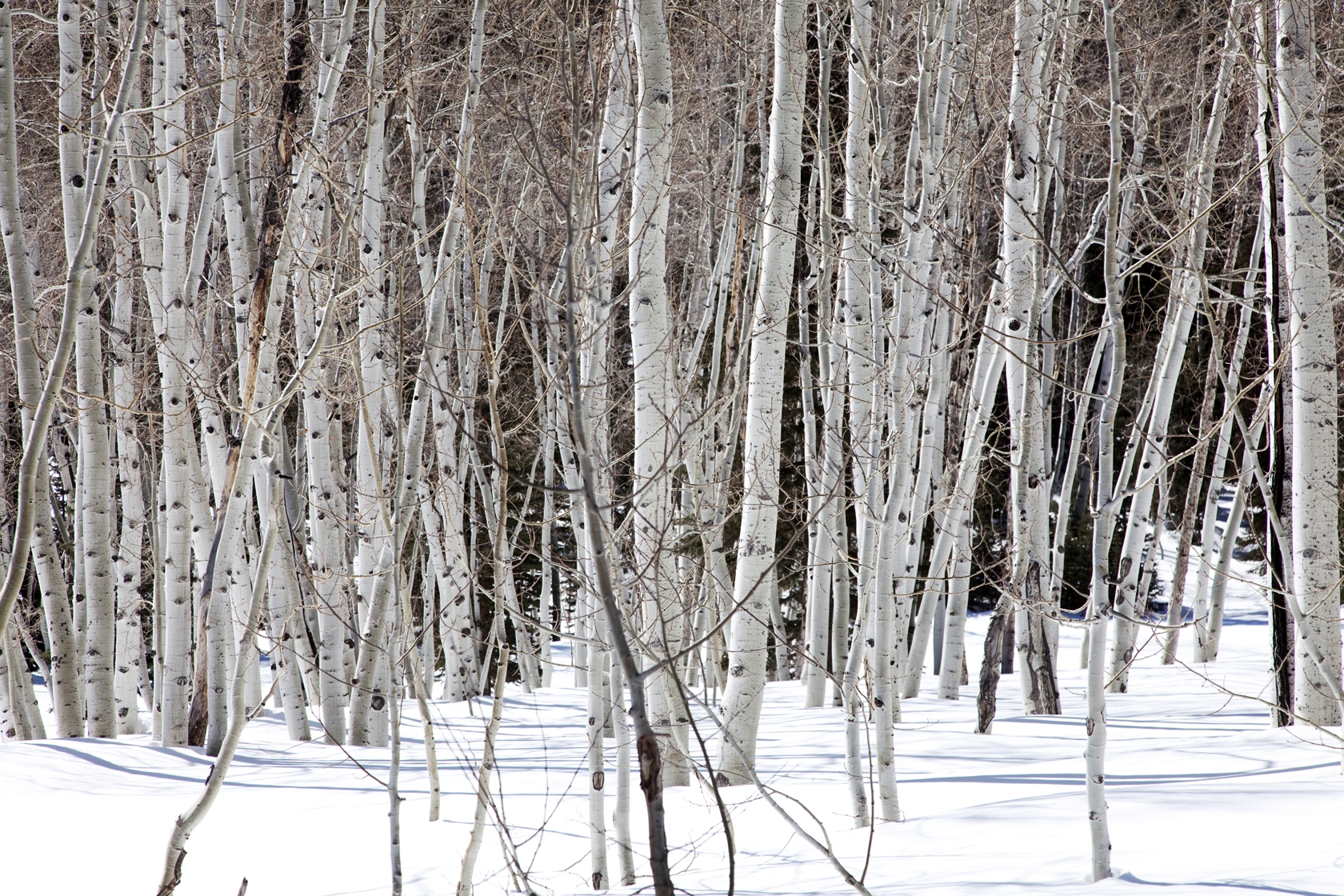 White Trees in the Snow courtesy of Arvin Design