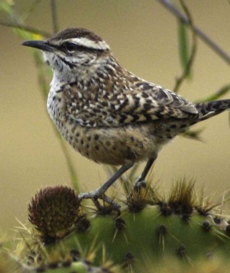 Palos Verdes Peninsula Land Conservancy March 2023 Events