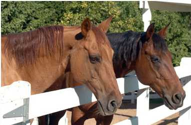 Horses in Rolling Hills