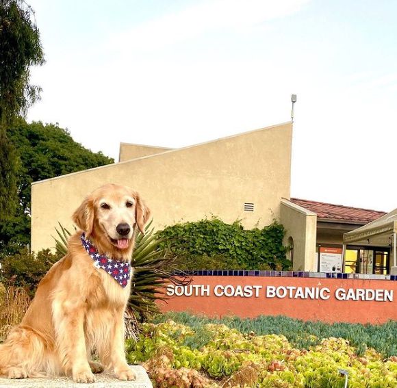 Dog Walking at the South Coast Botanic Garden on April 30, 2023