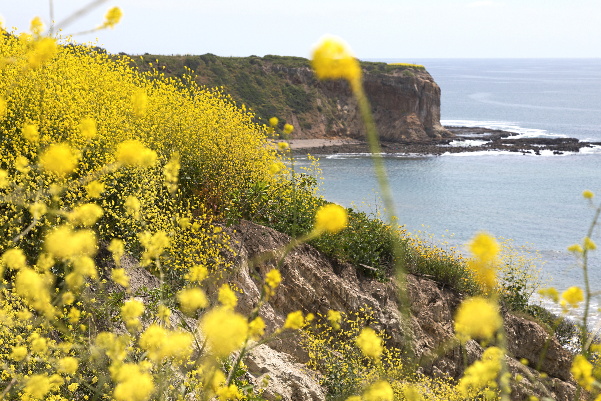 Palos Verdes mustard fields overlooking a Palos Verdes cove.