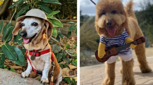 Dog Walking at South Coast Botanic Gardens In October!