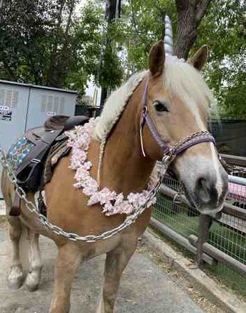 Palos Verdes Offers Private Pony Camp 2023!