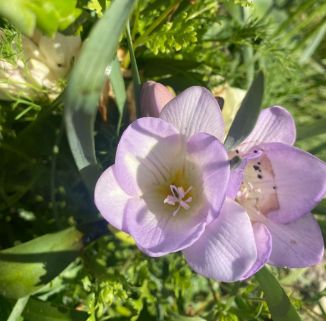 South Coast Botanic Garden Is In April BLOOM!