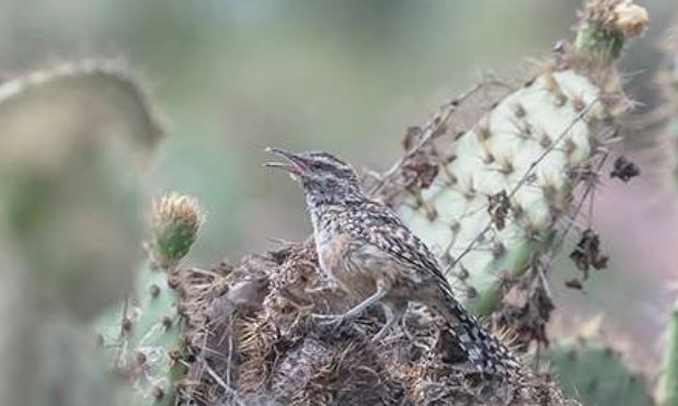 Palos Verdes Peninsula Hikes & Trails August 2024