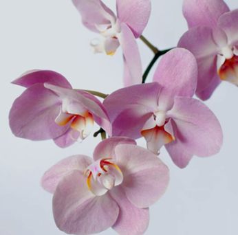 Palos Verdes Art Center Annuel Orchid Show 2024