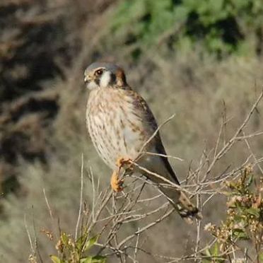 Palos Verdes Land Conservancy March 2025!