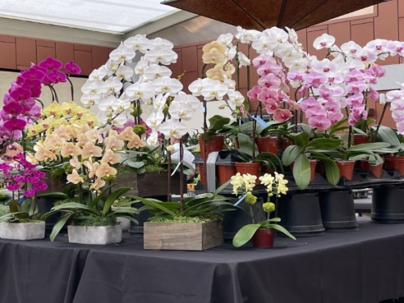 Palos Verdes Art Center Celebrates 68 Years of Blooming Orchids!