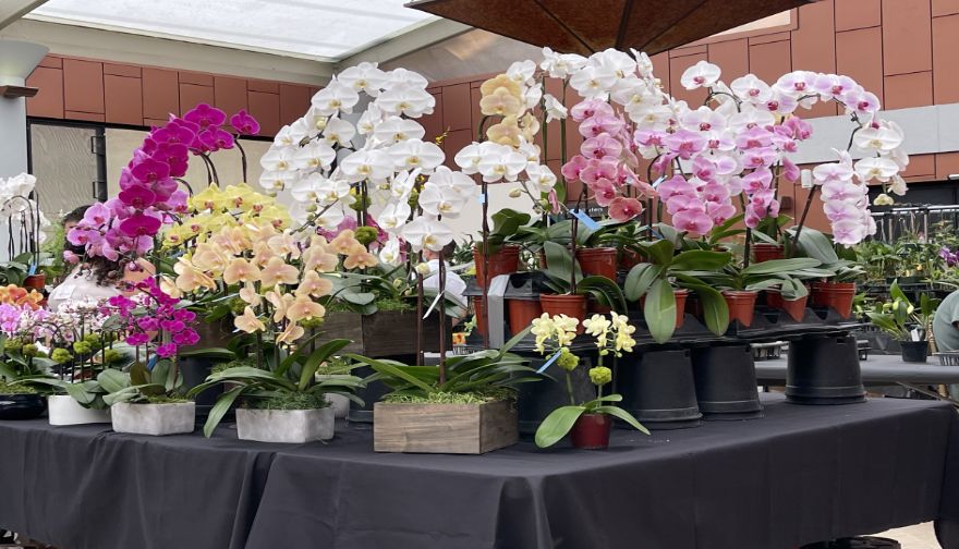 Palos Verdes Art Centers 5th Annual Orchid Show & Sale 2025!