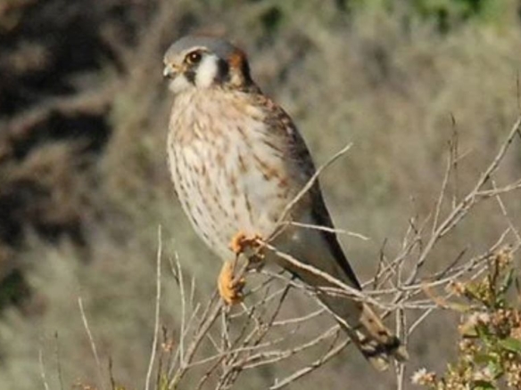 Palos Verdes Peninsula Land Conservancy December 2025 Events!