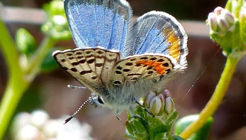 Palos Verdes Peninsula Land Conservancy Hikes & Trails August 2026